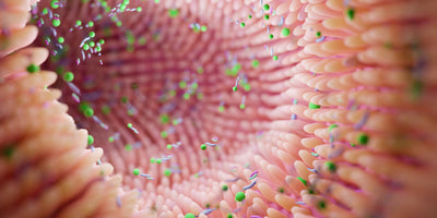 Prebiotics and the Microbiome: How They Work Together for Better Health