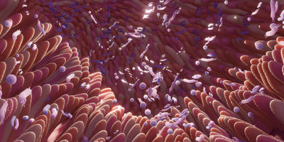 How Prebiotics Elevate Gut Health
