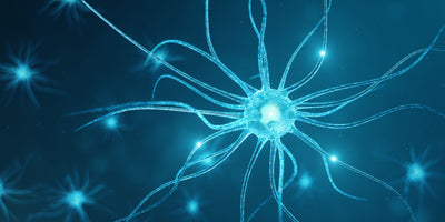 Exploring Nitric Oxide's Impact on Neurotransmission