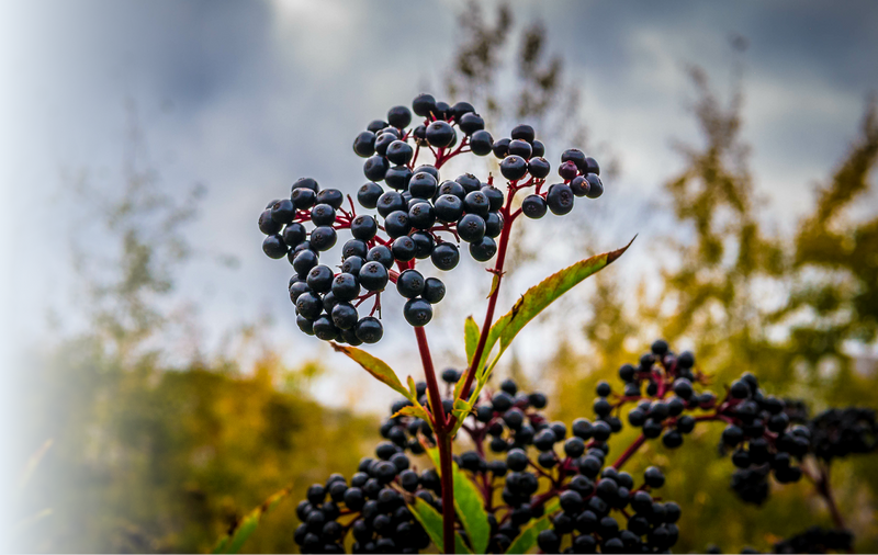 Powered by Elderberry for Gut<br> Bacteria Support