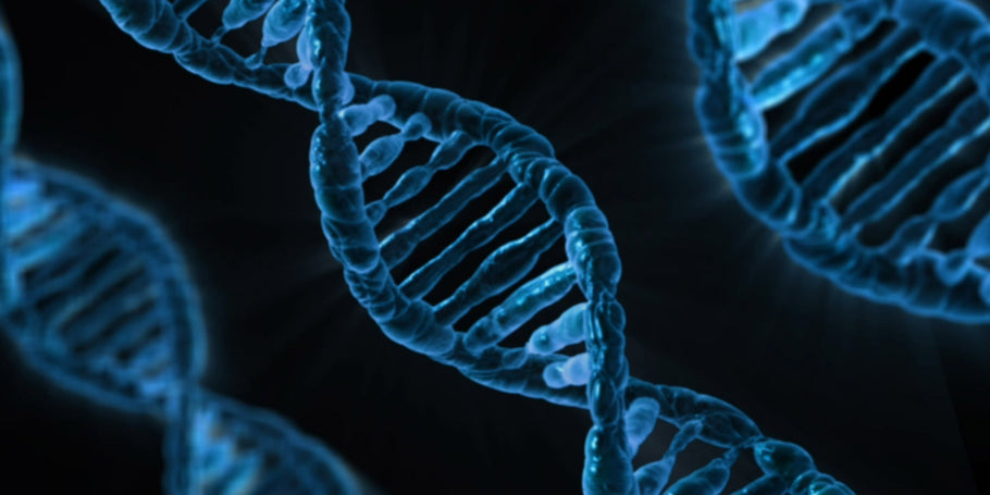 How Astaxanthin Protects DNA and Mitochondria for Longevity