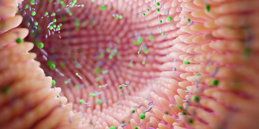 Prebiotics and the Microbiome: How They Work Together for Better Health