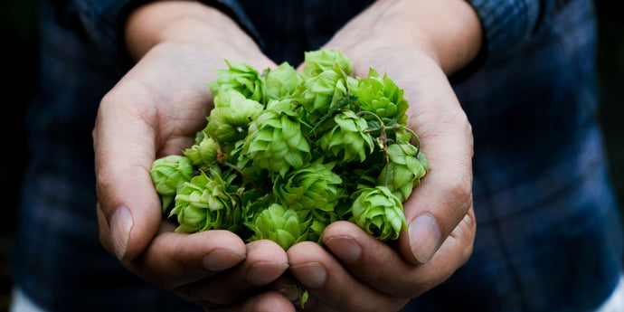 Harnessing the Sleep-Inducing Power of Hops Flower Powder for Better Rest