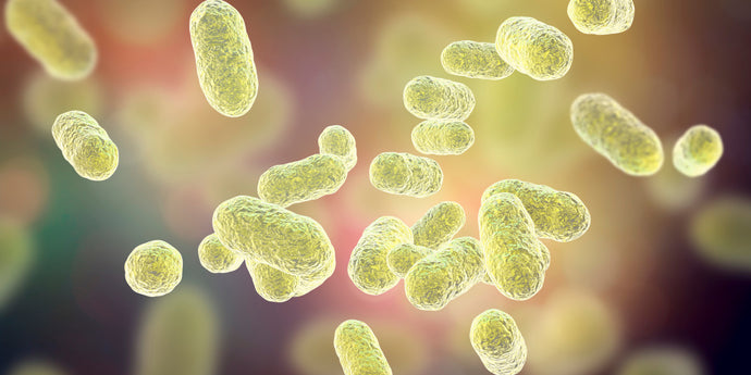 Prebiotics and the Art of Balancing Gut Microbiota