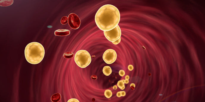 The Role of Hydration in Supporting Healthy Cholesterol Levels