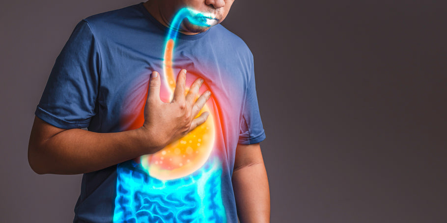 The Role of Prebiotics in Reducing Symptoms of Acid Reflux and GERD