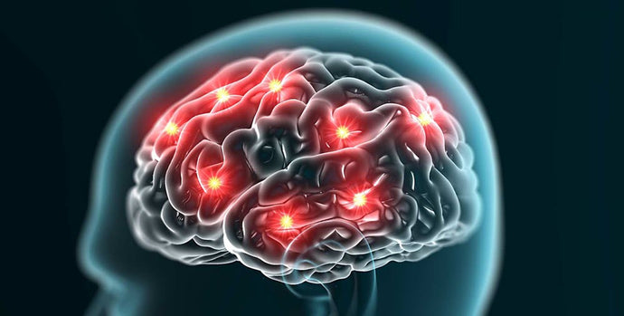 Nitric Oxide and Memory Function