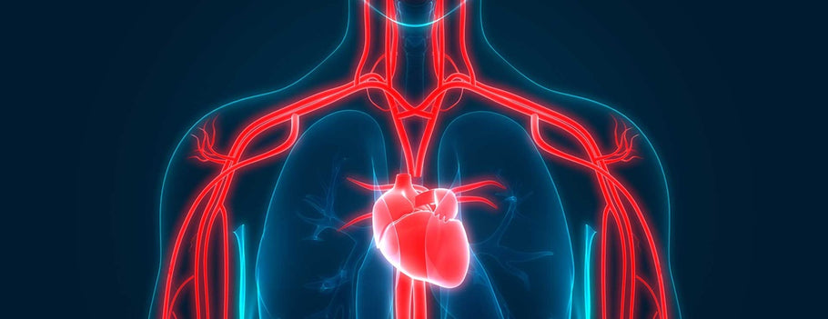 The Role of Nitric Oxide for Heart Health