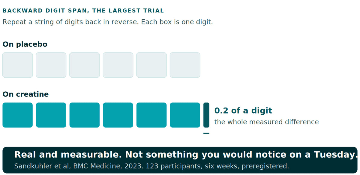 A backward digit span test drawn as a row of digit boxes. The creatine groups managed on average two tenths of one digit more than the placebo groups, shown as a thin sliver against a whole digit box.