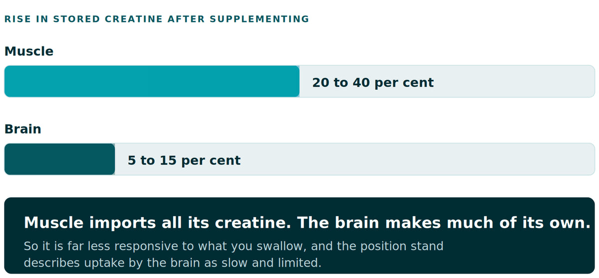 Two horizontal bars showing the rise in stored creatine after supplementing. Muscle rises by roughly 20 to 40 per cent. The brain rises by roughly 5 to 15 per cent, a much shorter bar.