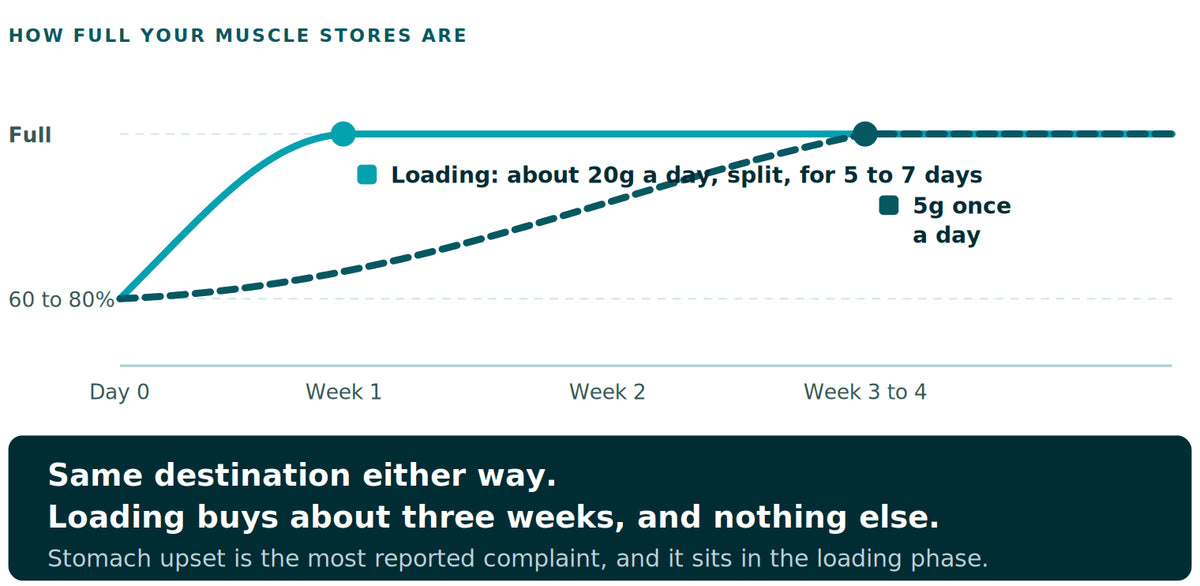 A chart of how full muscle creatine stores are over four weeks. Both routes start at the same partly full point and both arrive at the same full plateau. The loading route, about twenty grams a day split through the day for five to seven days, gets there in roughly one week. The ordinary route, five grams once a day, gets there in three to four weeks. The two lines end at exactly the same height.