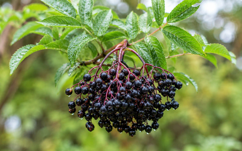 Black Elderberry Extract