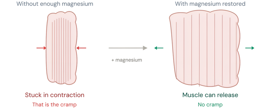 Two-signal system diagram — calcium contracts, magnesium releases