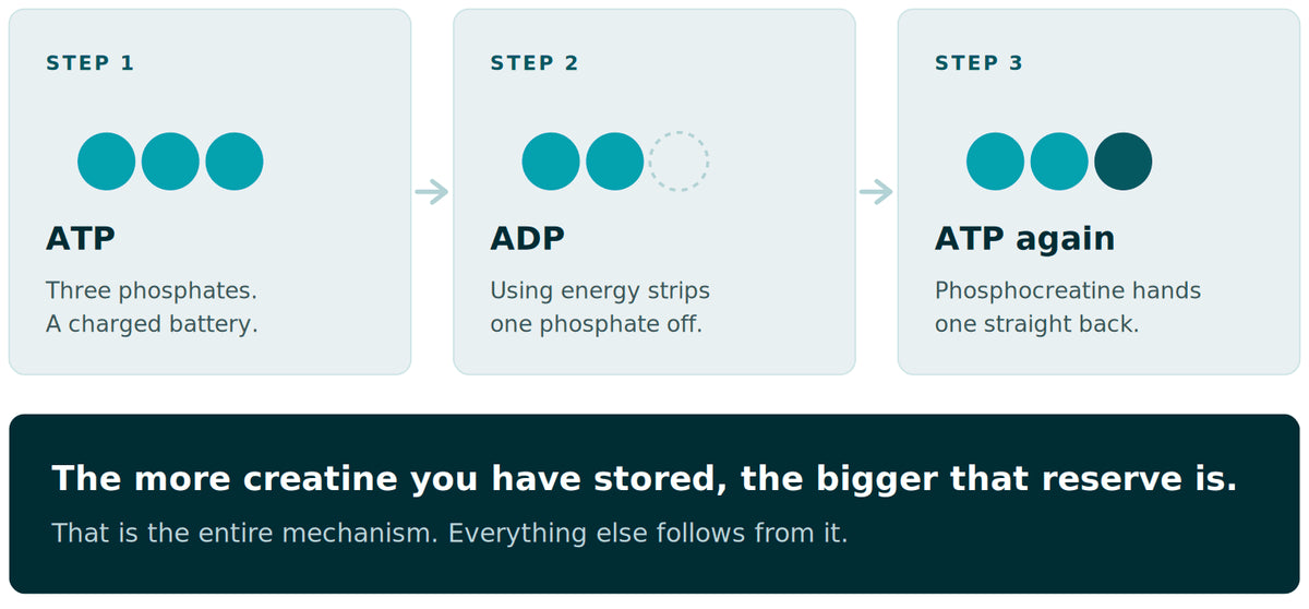 A three step diagram. Step one, your cells run on ATP, a molecule carrying three phosphates. Step two, using energy strips one phosphate off, leaving ADP, and a cell holds only a few seconds of ATP at a time. Step three, stored phosphocreatine hands a phosphate straight back, rebuilding ATP in seconds without waiting for food to be broken down.
