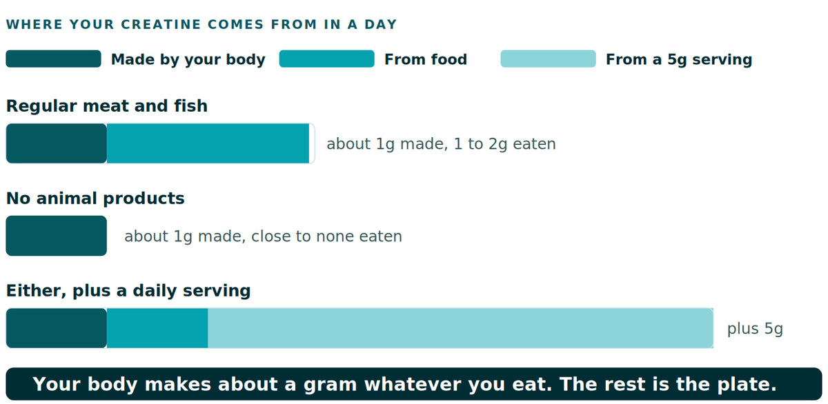 Three stacked bars showing daily creatine intake. Someone who regularly eats red meat and fish makes about one gram in their own body and eats another one to two grams. Someone eating no animal products makes about one gram and eats close to none. Adding a five gram serving dwarfs both.