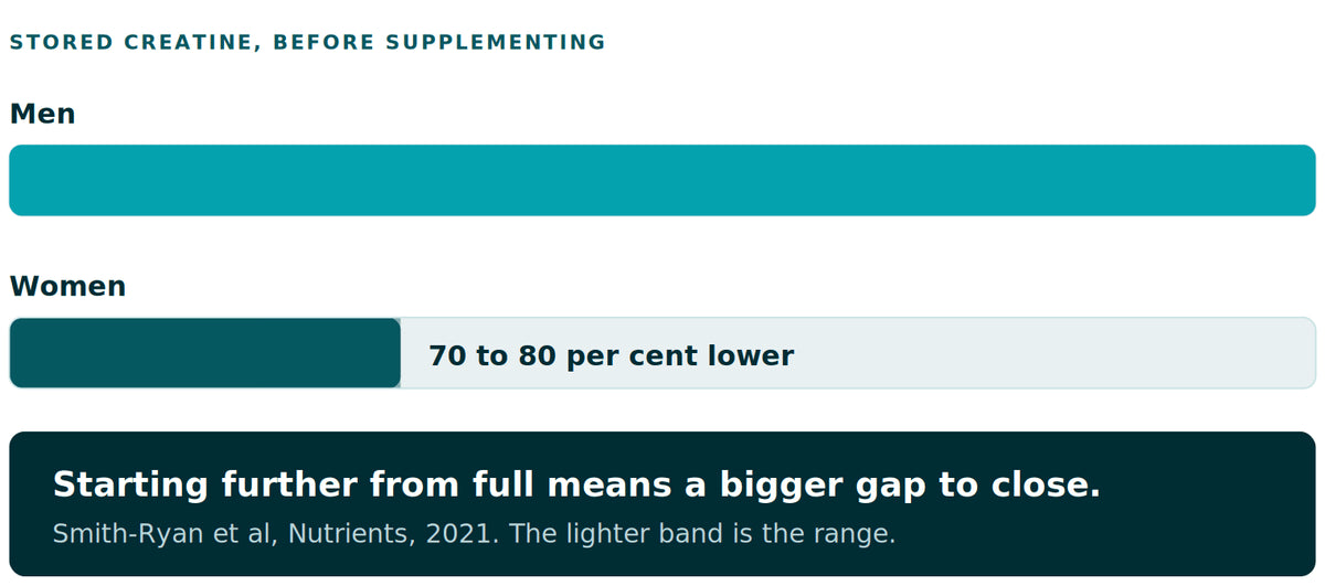 Two horizontal bars comparing stored creatine before any supplementation. The upper bar represents men. The lower bar, representing women, is much shorter, reflecting stores roughly 70 to 80 per cent lower, with the range shown as a lighter band rather than a single point.